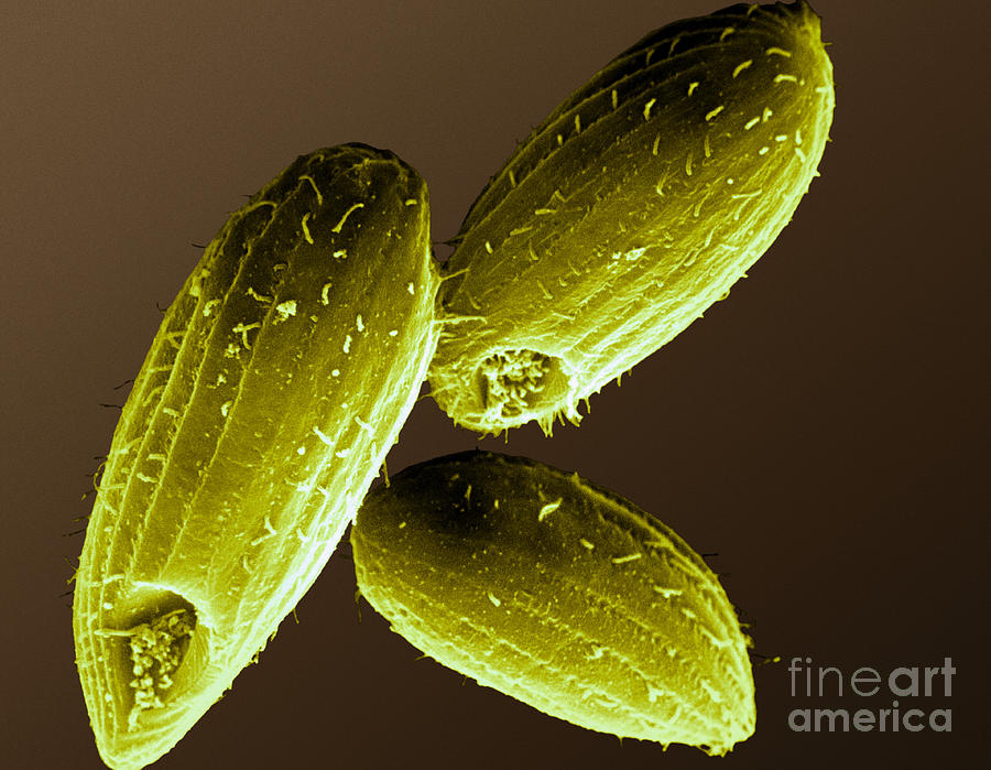 Tetrahymena Ciliate Sem #2 Photograph by David M. Phillips