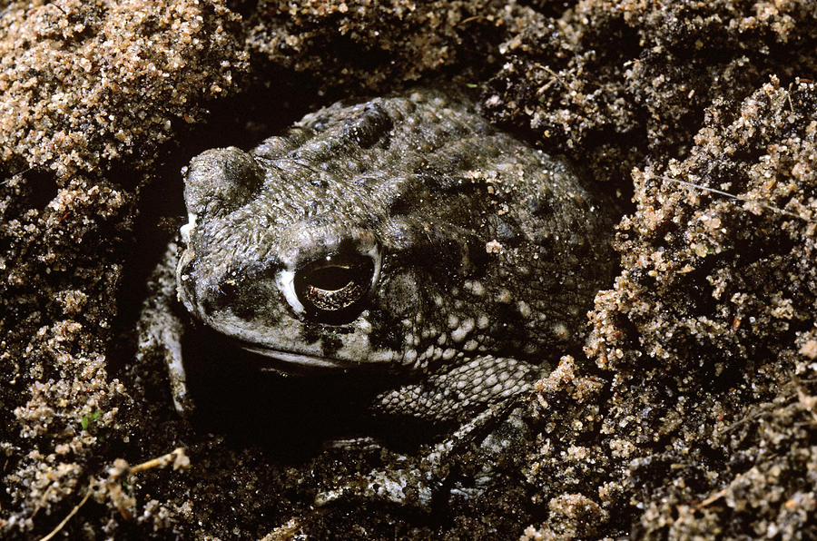 Amphibians Photograph - Texas Toad #2 by Robert J. Erwin