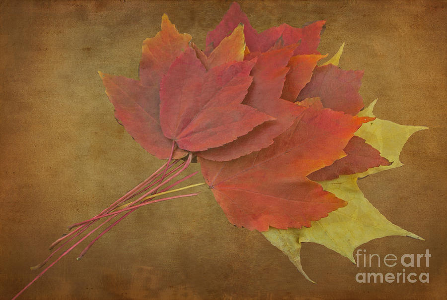 The Autumn Leaves #2 Photograph by Arlene Carmel
