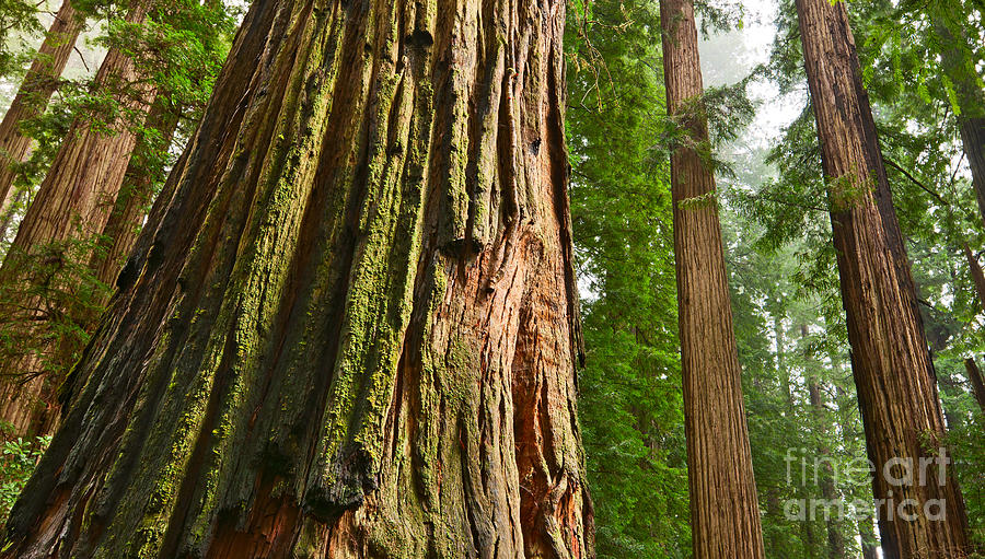 Tree Photograph - The beautiful and massive giant redwoods Sequoia sempervirens in Redwoods National Park. #2 by Jamie Pham