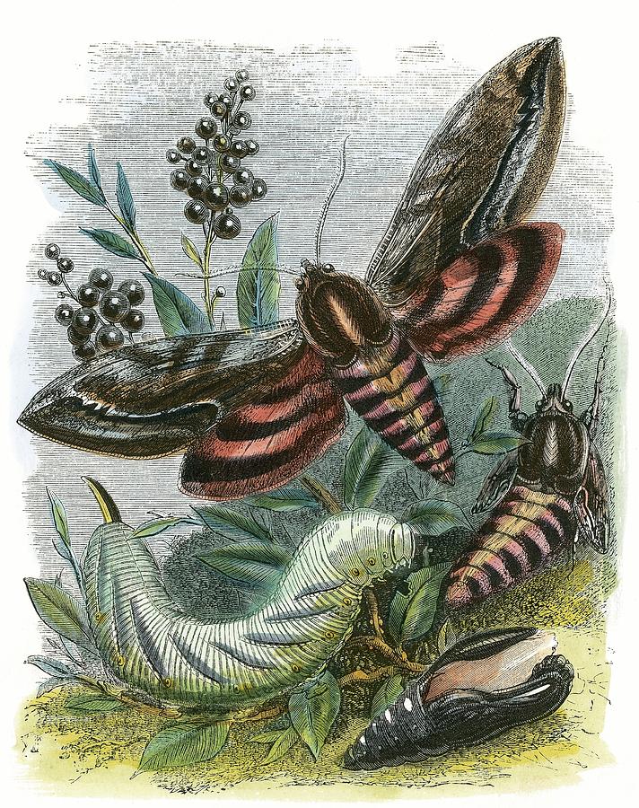 The Butterfly Vivarium Painting by English School