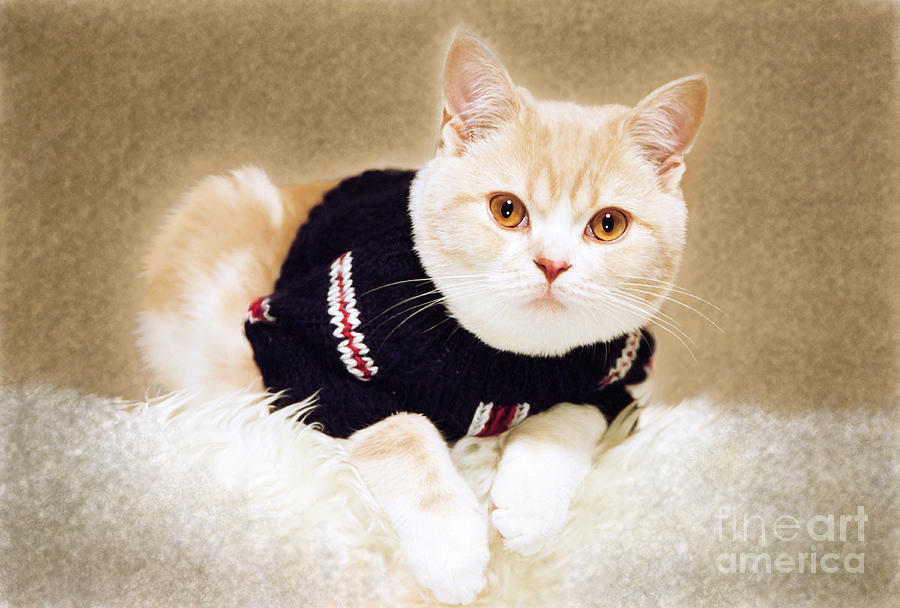 The cat wears sweater #2 Photograph by Aiolos Greek Collections