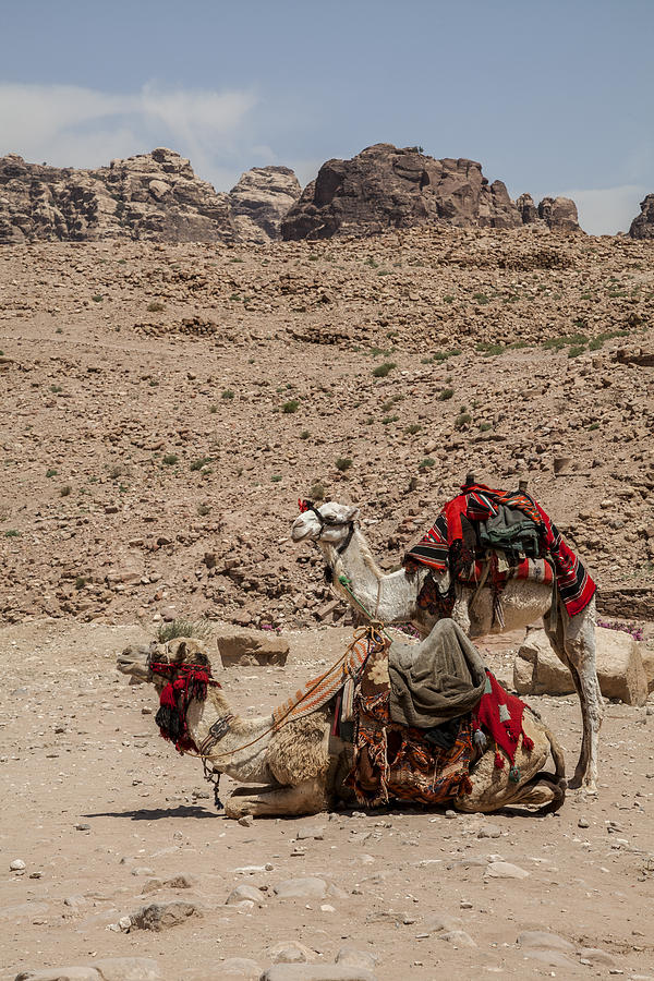 Camel Photograph - The city of Petra in Jordan #2 by Enrico Mariotti
