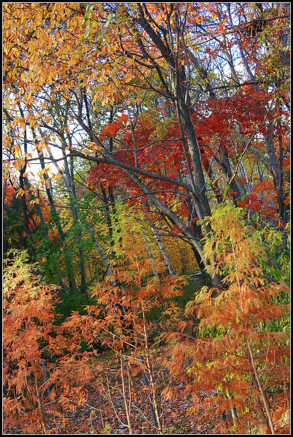 The Colors of Autumn Photograph by Dora Sofia Caputo