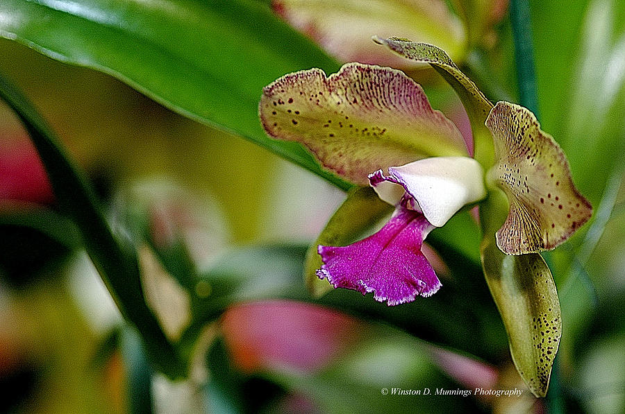 Orchid Photograph - The Corsage Orchid - Cattleya #7 by Winston D Munnings
