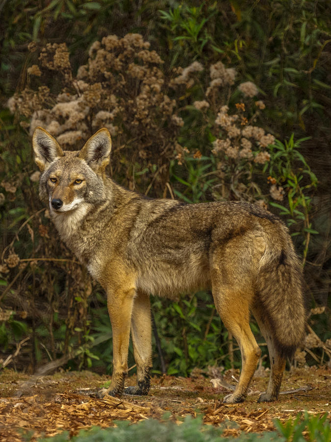 The Coyote Photograph - The Coyote #1 by Ernest Echols