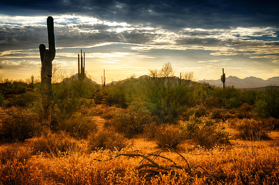 The Desert Golden Hour Photograph by Saija Lehtonen