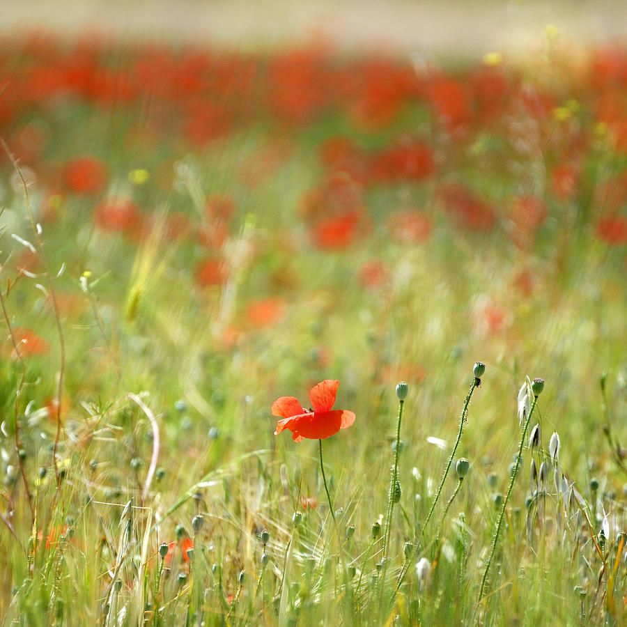 The First Poppy Of The Field Photograph by Guido Montanes Castillo ...