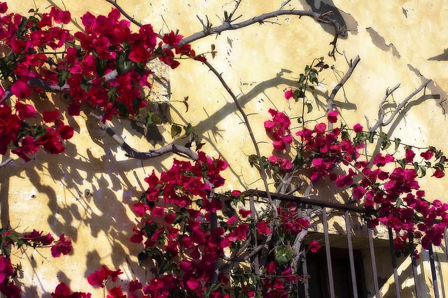 The Flowers of Carmel 3 Photograph by Alan Hausenflock - Fine Art America