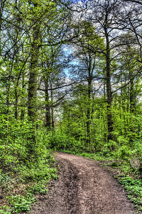 The Forest Path Photograph by David Pyatt - Fine Art America