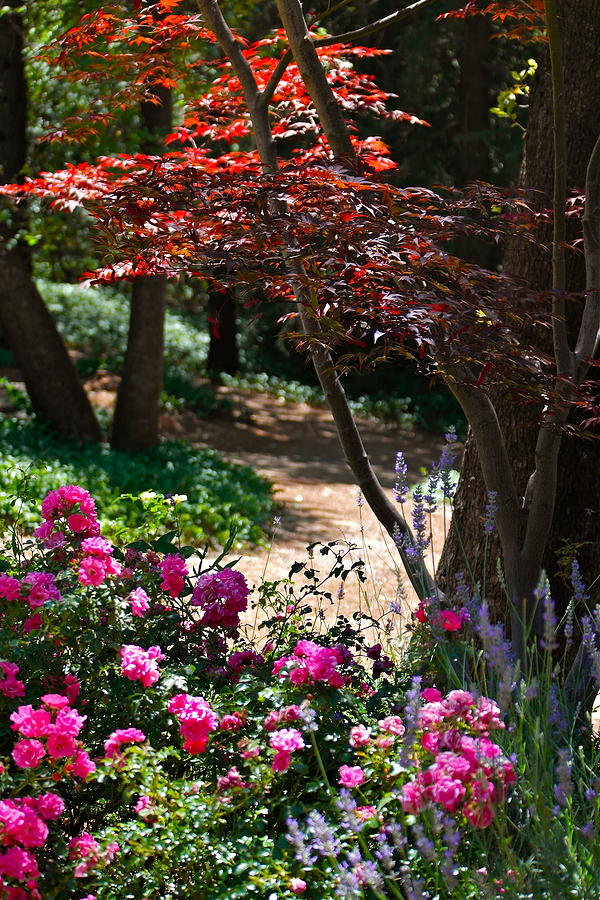 The Garden Path Photograph by Michele Myers