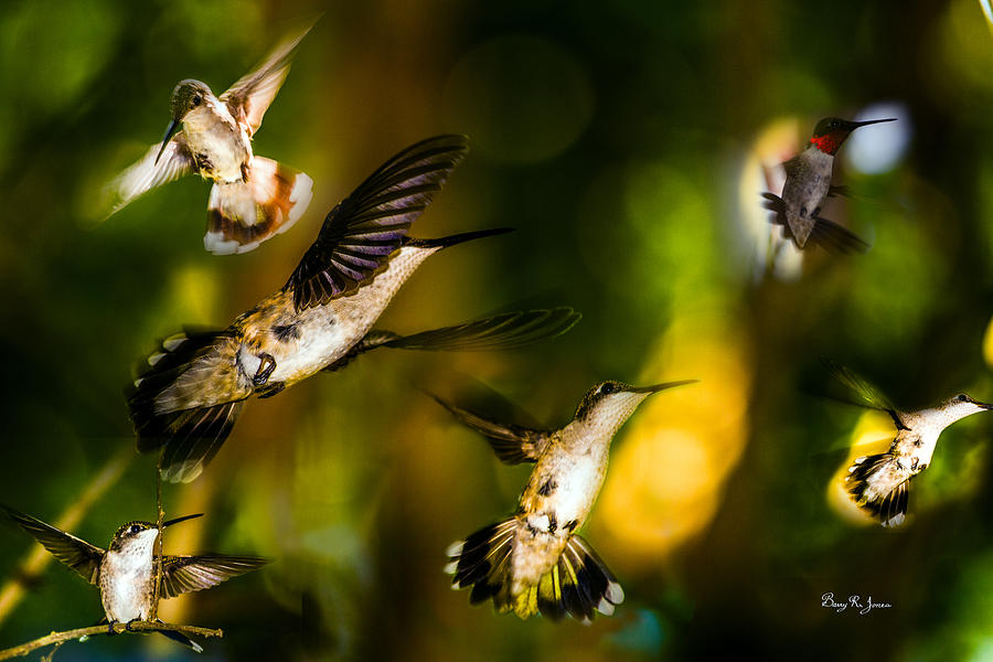 Hummingbirds - The Gathering Photograph by Barry Jones