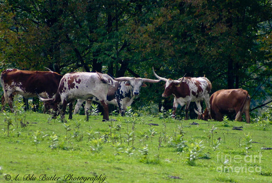 Cow Photograph - The Herd #2 by Ann Butler