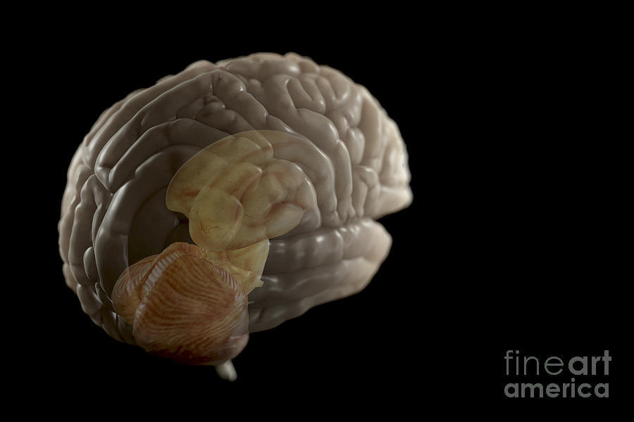 The Human Brain #2 Photograph by Science Picture Co