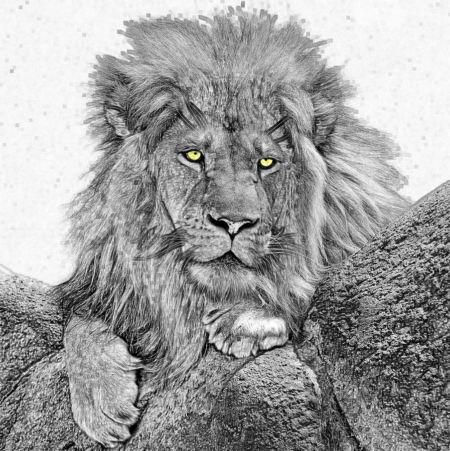 Lion Digital Art - The King #2 by David Simons