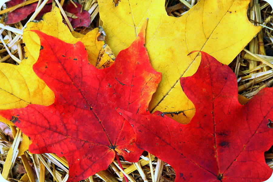The Leaves of Autumn Photograph by Dora Sofia Caputo