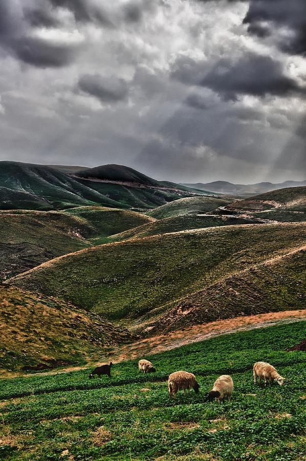 The Lord Is My Shepherd Judean Hills Israel #2 Photograph by Mark Fuller