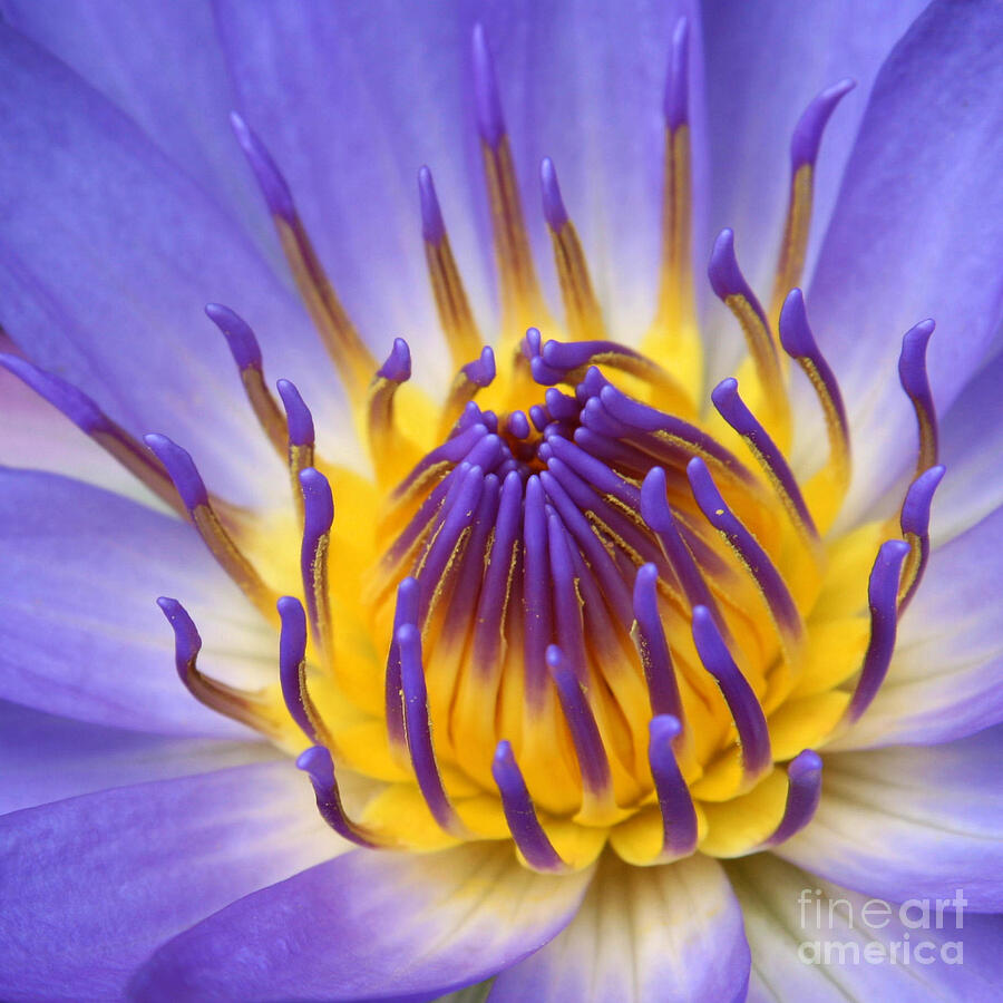 The Lotus Flower by Sharon Mau The Lotus Flower by Sharon Mau