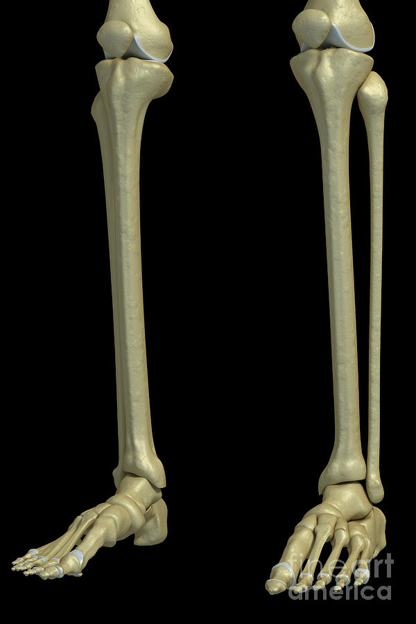 The Lower Leg Bones #2 Photograph by Science Picture Co