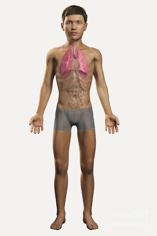Transparent Photograph - The Lungs Within The Body Pre-adolescent #2 by Science Picture Co