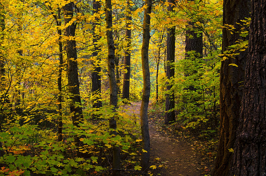 Fall Photograph - The Magic Forest  #1 by Saija Lehtonen