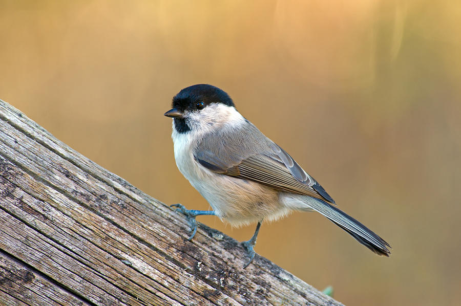 The Marsh Tit Photograph by Torbjorn Swenelius