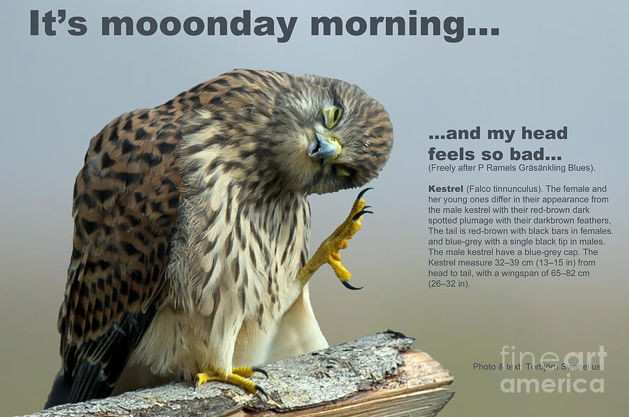 The Monday morning Kestrel... #2 Photograph by Torbjorn Swenelius