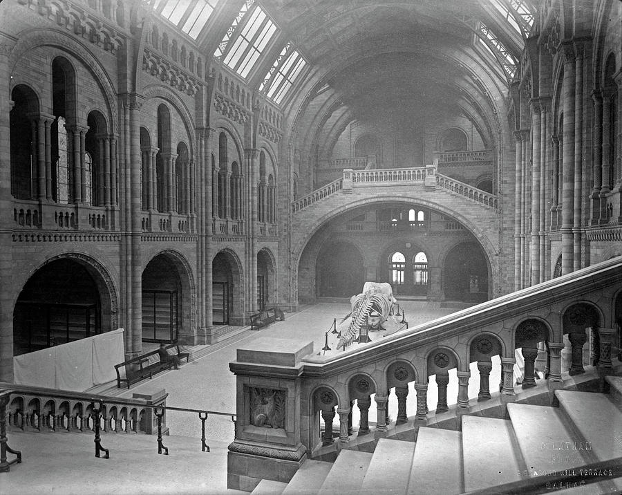 The Natural History Museum #2 Photograph by Natural History Museum, London