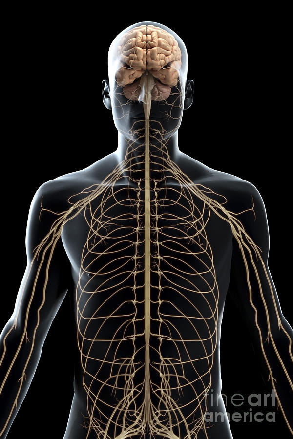 The Nerves Of The Upper Body #2 Photograph by Science Picture Co