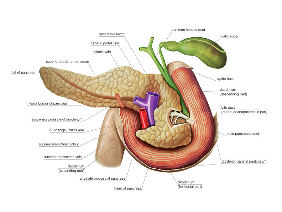 The Pancreas #2 Photograph by Asklepios Medical Atlas
