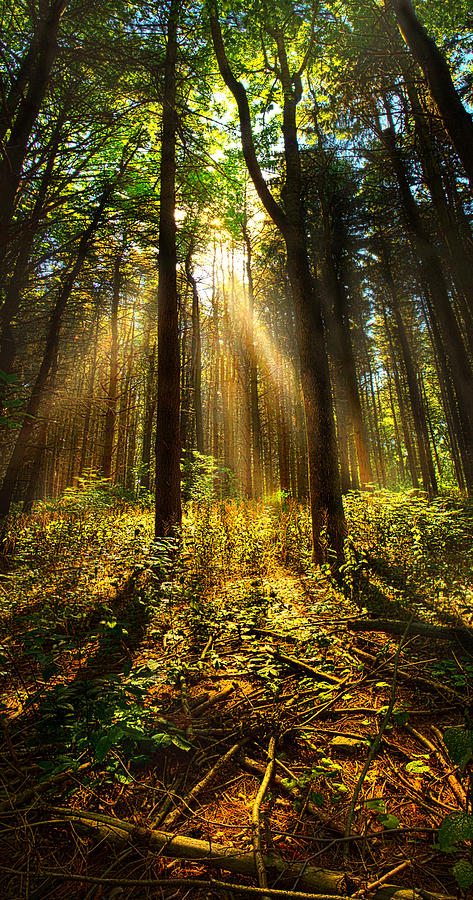 The Pines #2 Photograph by Phil Koch