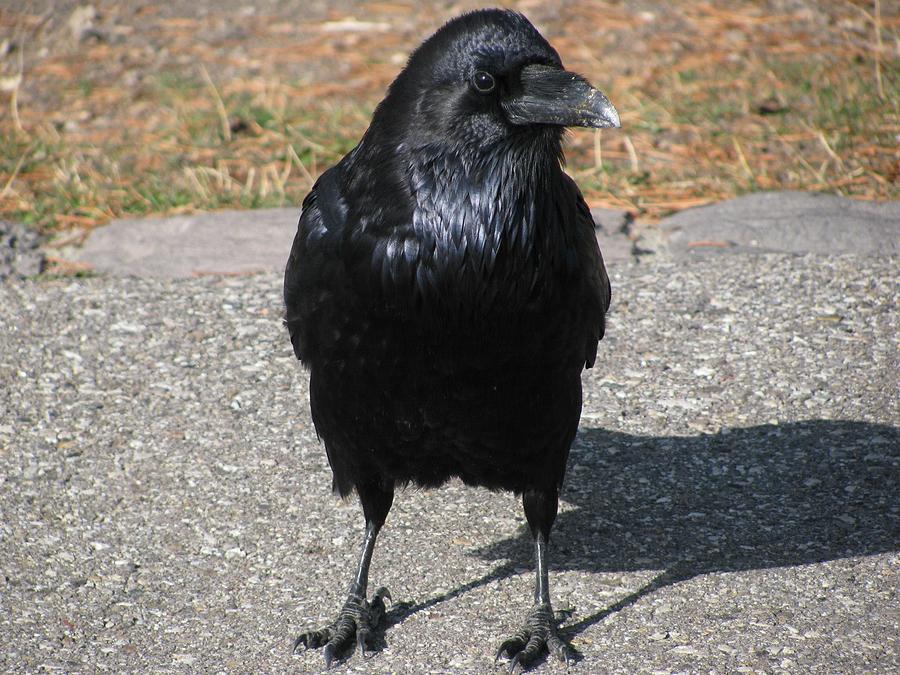 The Raven #2 Photograph by Jens Larsen