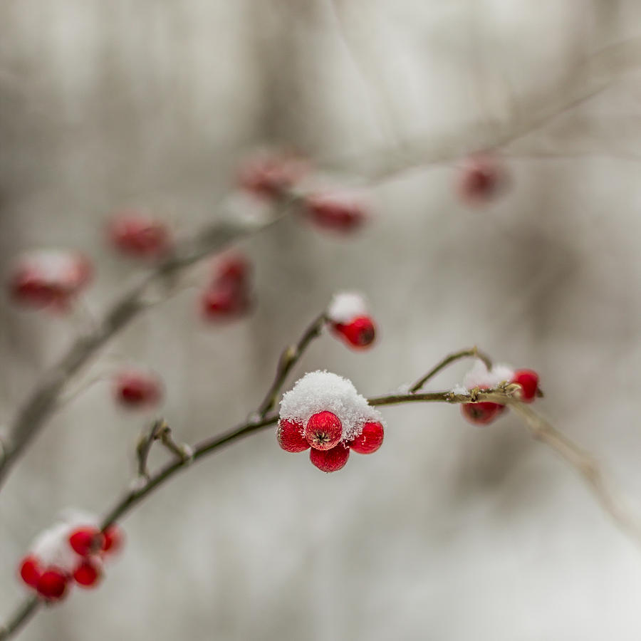Winter Photograph - The season of love #2 by Aldona Pivoriene