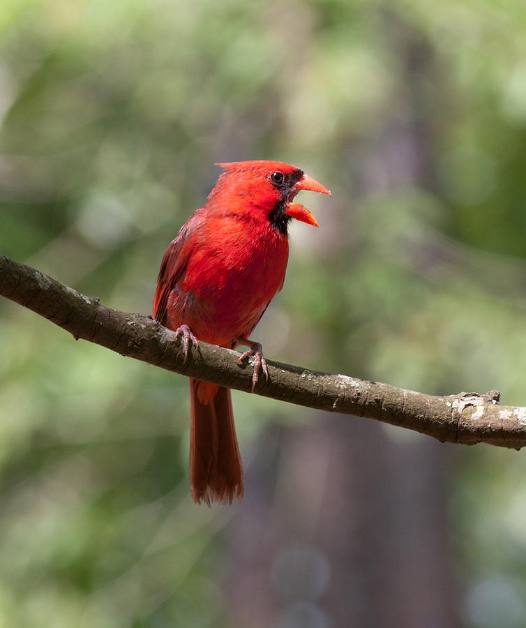 The Singing Cardinal #2 Photograph by Lara Ellis