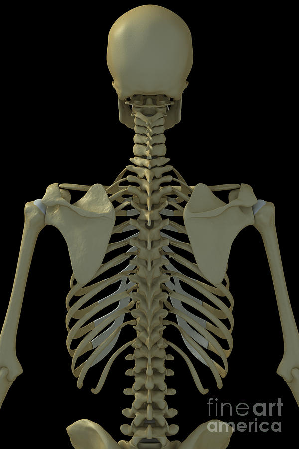 The Skeleton Photograph by Science Picture Co - Fine Art America