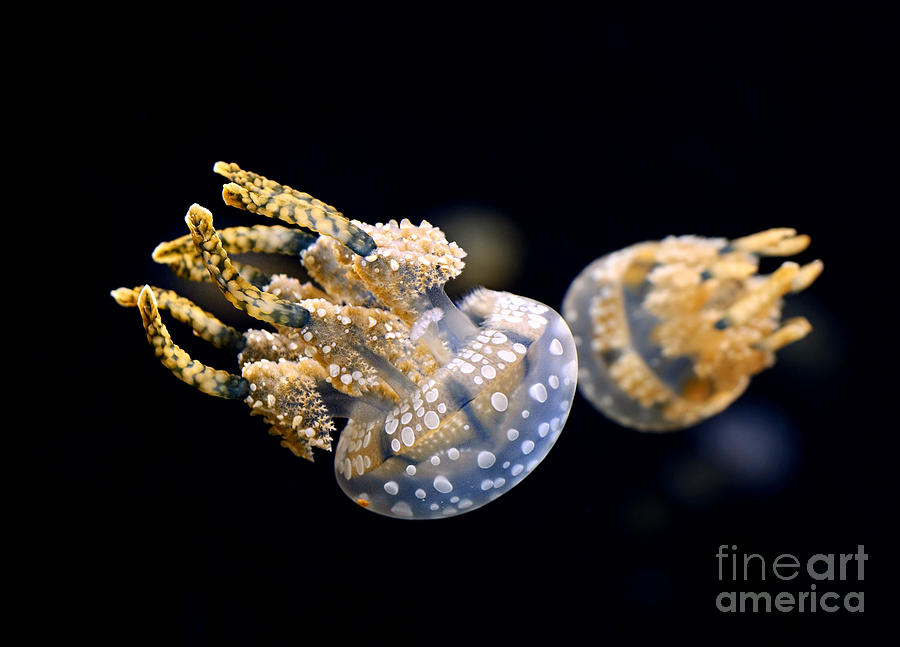 Spotted Jelly Photograph - The Spotted Jelly or Lagoon Jelly Mastigias papua #2 by Jamie Pham