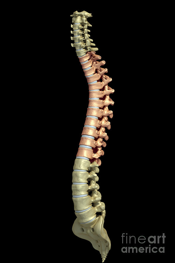 The Thoracic Vertebrae #2 Photograph by Science Picture Co