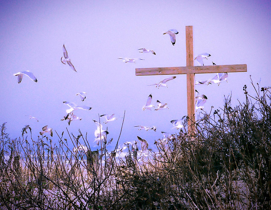 Seagull Photograph - The Wings Of Faith #2 by William Walker