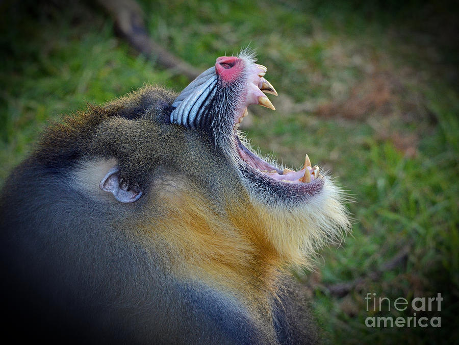 The Yawn of a Mandrill II #2 Photograph by Jim Fitzpatrick