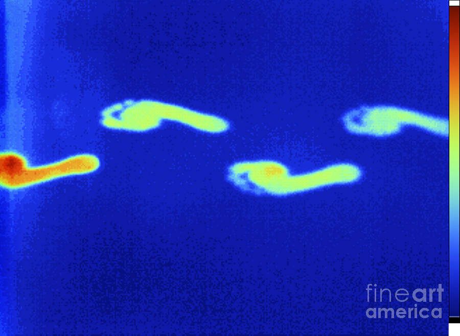 Thermogram Of Thermal Footprints #2 Photograph by GIPhotoStock