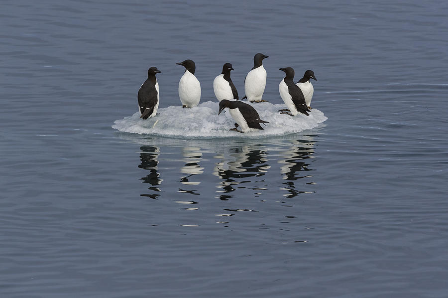 Thick-billed Murres #2 Photograph by John Shaw