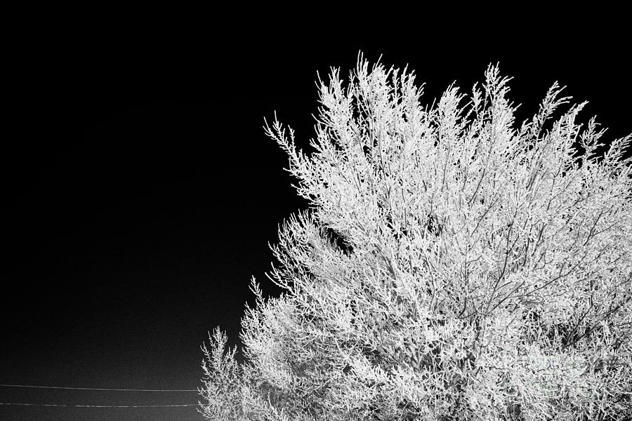 Winter Photograph - thick hoar frost on bare tree branches against deep blue sky during winter Forget Saskatchewan Canad #2 by Joe Fox