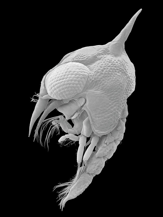 Black And White Photograph - Thin Shelled Rock Crab Larva #2 by Dennis Kunkel Microscopy/science Photo Library
