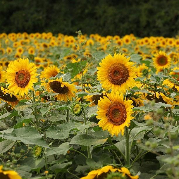 Sunflower Photograph - Think Summer #followme  #ig #fotochoice #2 by Fotochoice Photography