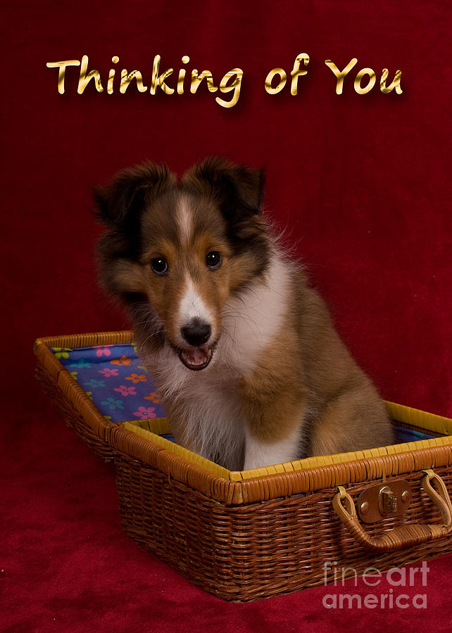 Candy Photograph - Thinking of You Sheltie Puppy #2 by Jeanette K