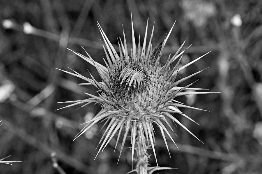 Thistle flower #2 Photograph by George Atsametakis