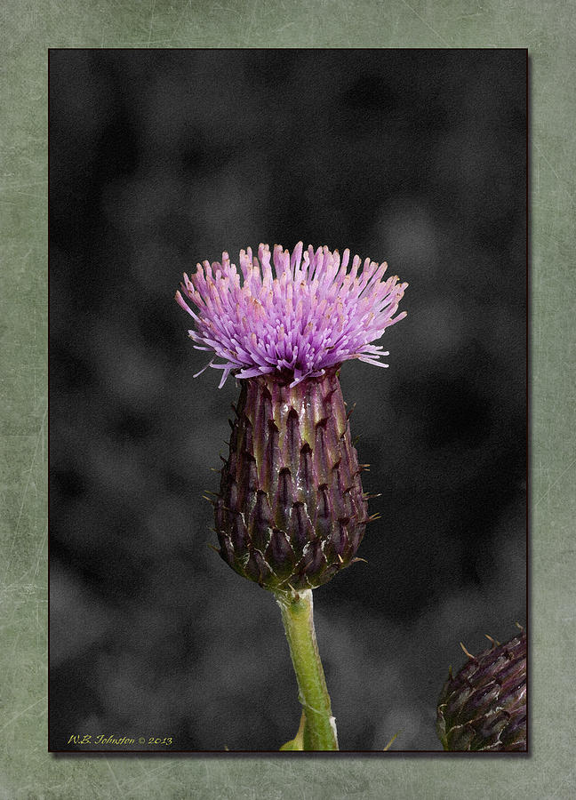 Nature Photograph - Thistle #2 by WB Johnston