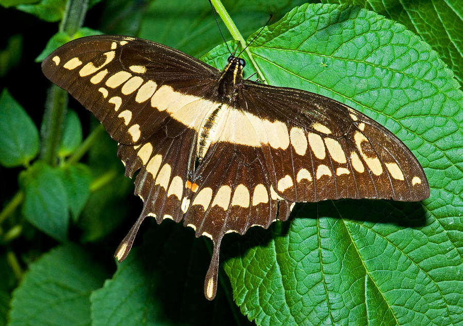 Thoas Swallowtail Butterfly Photograph by Millard H. Sharp - Fine Art