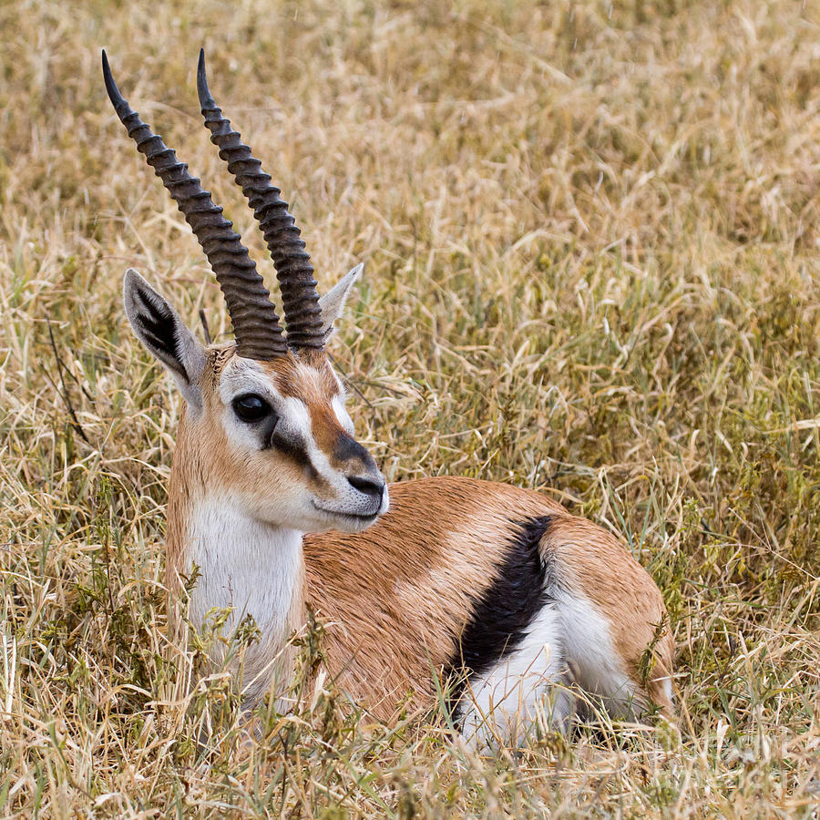 Thompsons Gazelle #1 Photograph by Chris Scroggins
