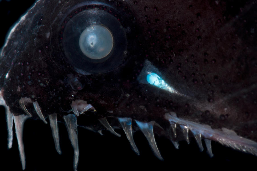 Threadfin Dragonfish Echiostoma Barbatum #2 Photograph by Dant Fenolio